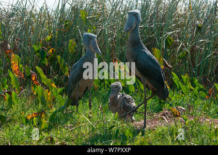 Shoebill (Balaeniceps rex) pair with chick on nest, Bengwelu Swamp, Zambia Photograph taken on location for BBC Africa series,  August 2010. Stock Photo