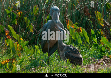 Shoebill (Balaeniceps rex) and chick on nest, Bengwelu Swamp, Zambia. Photograph taken on location for BBC Africa series,  August 2010. Stock Photo