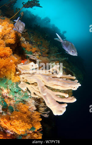 Wall with sponge and bryozoan growth and New Zealand Demoiselles (Chromis dispilus) Poor Knights Islands, New Zealand, January Stock Photo