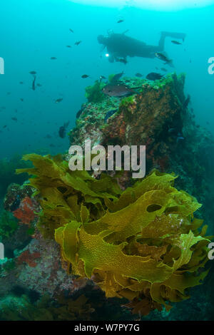 Diver with Ecklonia Kelp (Ecklonia radiata) Poor Knights Islands, New Zealand, January 2013 Model released Stock Photo