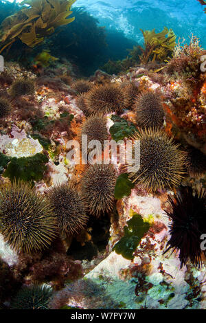 Sea Urchins (Evechinus chloroticus) Poor Knights Islands, New Zealand, January Stock Photo