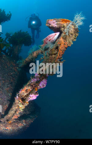 Wreck of the Rainbow Warrior with diver, Cavalli Islands, New Zealand, February 2013. Model released. Stock Photo