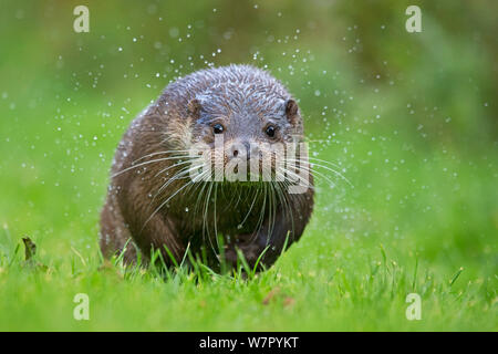 European Otter (Lutra lutra) running. Controlled conditions. UK, October. Stock Photo