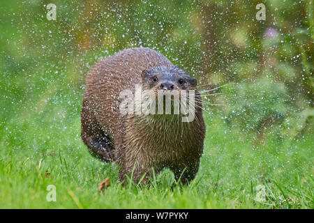 European Otter (Lutra lutra) running while shaking water from its fur. Controlled conditions. UK, October. Stock Photo