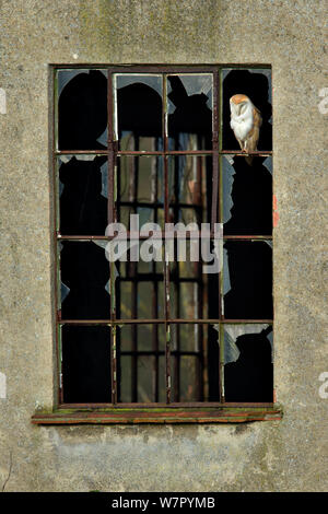 Barn Owl (Tyto alba) perched in broken window of abandoned building. UK, December. Stock Photo