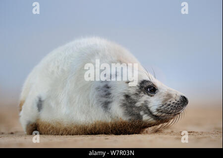 Common seal (Phoca vitulina) pup hauled out on a beach, Donna Nook Lincolnshire Wildlife Trust Reserve, Lincolnshire, England, UK, January. Stock Photo