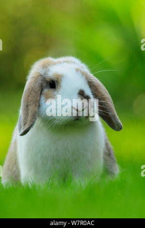 Portrait of brown and white coated Holland lop-eared domestic rabbit (Oryctolagus cuniculus domesticus), Lorraine, France, July Stock Photo
