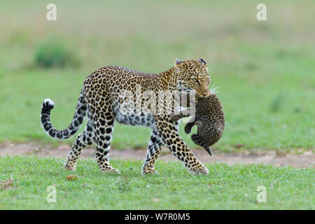 Leopard (Panthera pardus) female carrying her cub aged 1 month, Masai-Mara Game Reserve, Kenya Stock Photo