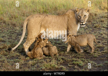 Lioness (Panthera leo) suckling cubs, Masai-Mara, Kenya Stock Photo