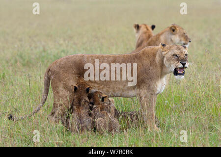 Lioness (Panthera leo) suckling cubs after the rain, and snarling, Masai-Mara Game Reserve, Kenya Stock Photo