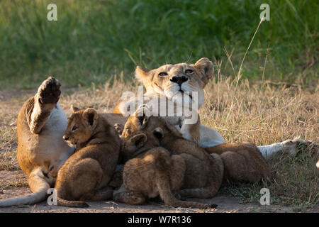 Lioness (Panthera leo) and her cubs aged around 2 months, suckling, Masai-Mara Game Reserve, Kenya Stock Photo