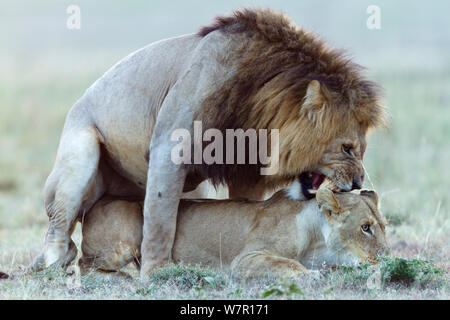 Lions (Panthera leo) mating, Masai-Mara Game Reserve, Kenya Stock Photo