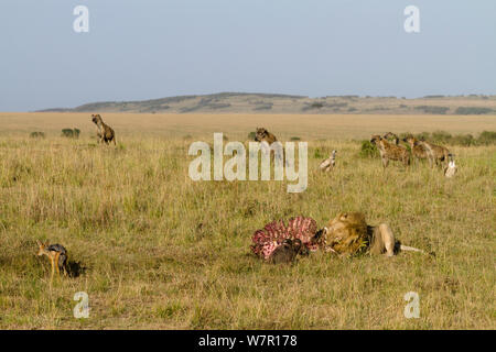Lion (Panthera leo) male feeding, surrounded by hyenas (Crocuta crocuta) and Black backed jackals (Canis mesomelas), Masai-Mara Game Reserve, Kenya. Vulnerable species. Stock Photo