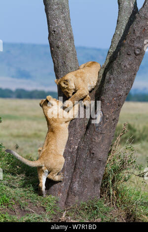 Lion (Panthera leo) cubs playing, Masai-Mara Game Reserve, Kenya. Vulnerable species. Stock Photo