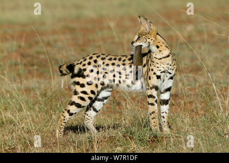 Serval cat (Felis serval) carrying its prey, Masai-Mara Game Reserve, Kenya Stock Photo