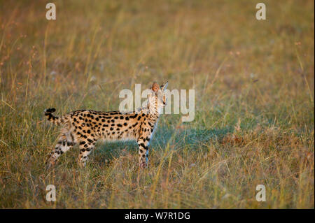 Serval cat (Felis serval) looking for prey, Masai-Mara Game Reserve, Kenya Stock Photo