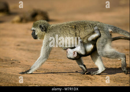 Vervet monkey (Chlorocebus aethiops) female carrying her baby, Samburu game reserve, Kenya Stock Photo