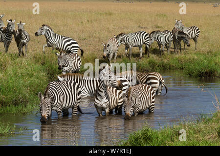 Grant's zebra (Equus burchelli boehmi) drinking, Masai Mara, Kenya Stock Photo