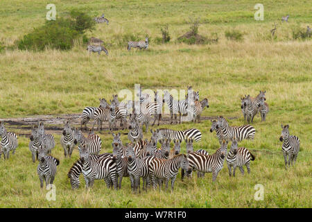 Grant's zebra (Equus burchelli boehmi) herd, Masai-Mara Game Reserve, Kenya Stock Photo