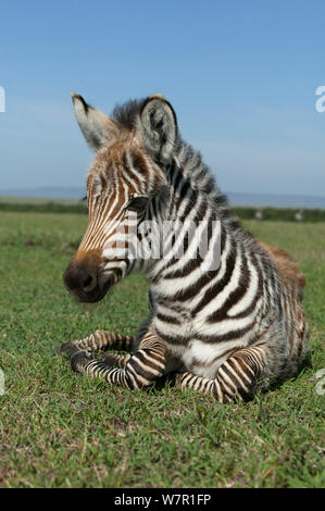 Young Grant's zebra foal (Equus quagga boehmi) in close-up Stock Photo ...