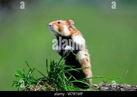 Common hamster standing (Cricetus cricetus) Alsace, France, captive Stock Photo