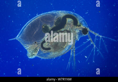 Freshwater Flea (Daphnia magna) giving birth, controlled conditions, UK Stock Photo