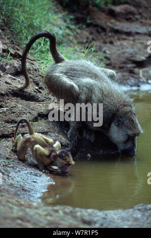 Yellow Baboon (Papio cynocephalus) adult and baby drinking, Mikumi National Park, Tanzania Stock Photo