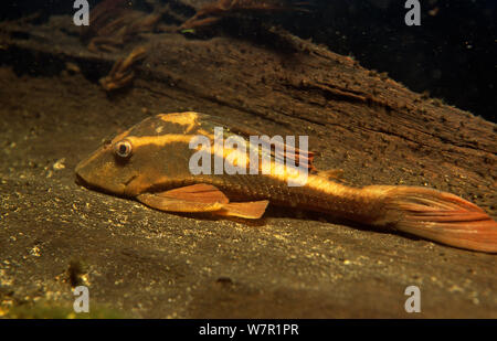 Wood eating catfish (Panaque sp) Southern Amazon basin, Brazil Stock Photo