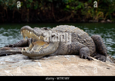 Mugger or marsh crocodiles, Crocodylus palustris at the Madras ...