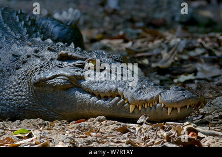 Siamese Crocodile (Crocodylus siamensis), Khao Yai National Park ...