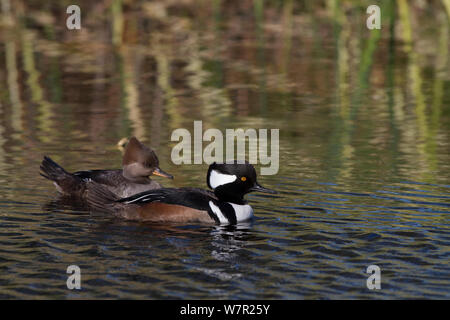 Hooded mergansers (Lophodytes cucullatus), male (foreground) and female, swimming on freshwater pond, Sarasota, Florida, USA, February Stock Photo