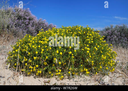 Bushy / Yellow restharrow (Ononis ramosissima / natrix ramosissima) flowering in a large clump among sand dunes with Grand statice (Limoniastrum monopetalum) bushes in the background. Alvor, Algarve, Portugal. Stock Photo