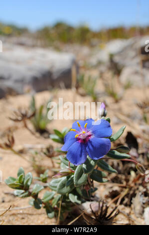 Shrubby Pimpernel (Anagallis monelli) in flower. Ponta de Sagres, Algarve, Portugal, June. Stock Photo