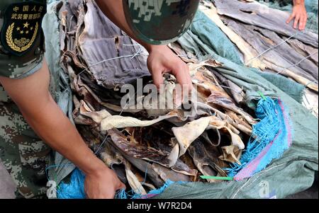 Coast guards check smuggled crocodile skins in Fangchenggang city, south China's Guangxi Zhuang Autonomous Region, China, 28 June 2017.   Guards seize Stock Photo