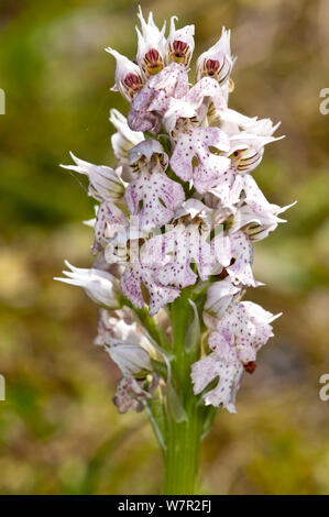 Milky Orchid (Orchis / Neotinea lactea) an early-flowering species of limestone areas of the Mediterranean. Photo-Gious Kambos, near Spili, Crete, April Stock Photo