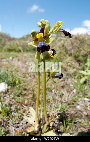 Iris Ophrys (Ophrys iricolor) in flower, a widespread  orchid of the eastern Mediterranean. Gious Kambos, near Spili, Crete, April Stock Photo