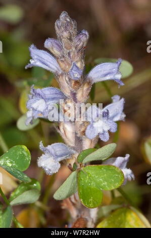 Branched broomrape (Orobanche ramosa) in flower, near Plakias, Crete, April Stock Photo