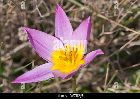 Baker's  Tulip (Tulipa bakeri / saxatilis) an endemic tulip,  Crete, April Stock Photo