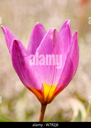 Baker's Tulip (Tulipa bakeri / saxatilis) an endemic tulip,  Crete, April Stock Photo