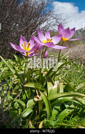 Baker's Tulip (Tulipa bakeri / saxatilis) in flower, Omalos plateau, Crete, April Stock Photo
