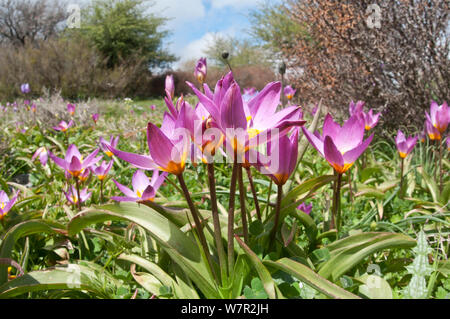 Baker's Tulip (Tulipa bakeri / saxatilis) in flower, Omalos plateau, Crete, April Stock Photo