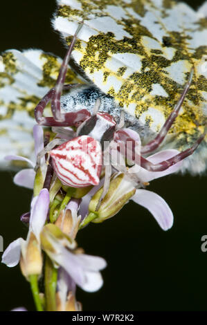 Crab Spider (Thomisus onustus) female predating female Orange-tip butterfly (Anthocaris cardamines) Podere Montecucco, Orvieto, Italy, May Stock Photo