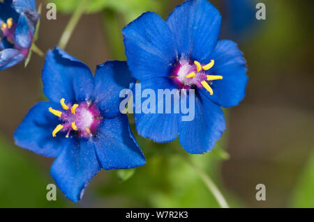 Scarlet Pimpernel (Anagallis foemina) blue form in garden, Orvieto, Italy, May Stock Photo