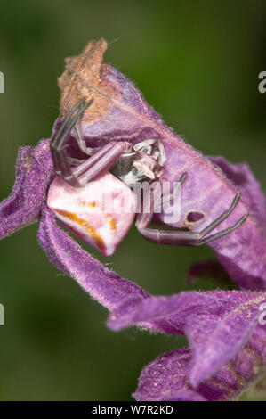 Crab Spider (Thomisus onustus) female on flower, Orvieto, Italy, May Stock Photo