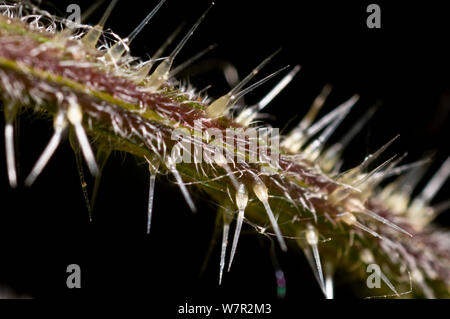 Common Nettle (Urtica dioica) close-up of stem and hairs, Italy, May Stock Photo