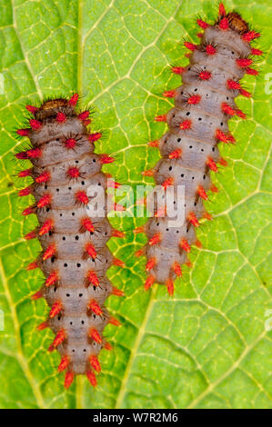 Southern Festoon (Zerynthia polyxena cassandra). on leaf, Torrealfina, Ovieto, Italy, May Stock Photo