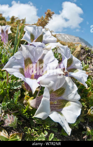 Appennine Trumpet Gentian (Gentiana dinarica) in flower, white form, Mount Vettore,Sibillini, Appennines, Le Marche, Italy, May Stock Photo