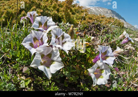 Appennine Trumpet Gentian (Gentiana dinarica) in flower, white form, Mount Vettore,Sibillini, Appennines, Le Marche, Italy, May Stock Photo