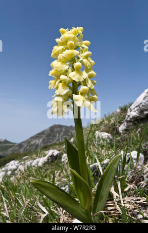 Pale-flowered Orchid (Orchis pallens) in flower, Italy, June Stock Photo