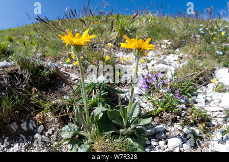 Chamois ragwort (Doronicum columnae) in flower, Mount Terminillo, Rieti, Lazio, Italy, June Stock Photo